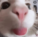 buu emote