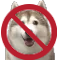 NoHusky emote