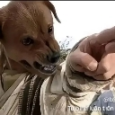 dog emote