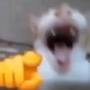 cattolaugh emote