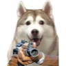 GunHusky Emote
