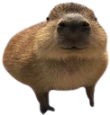 CapyStare emote