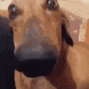 DogLookingSussyAndCute Emote