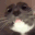 Cat_Wtf_2 emote