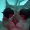 Cat_Vibe emote