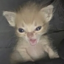 Kitty emote