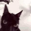 catnegro Emote