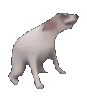 dog emote