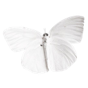 butterfly emote