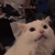 s_ragecat Emote