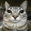 cat emote
