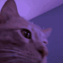 happycatparty Emote