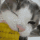 SA_catEatCorn emote