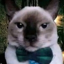 Fino_seniores emote