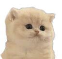 93342dumbfoundedkitten emote