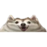 FlatHusky Emote