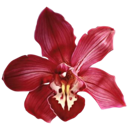 007_redflower1 emote
