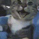 emoji_202 emote