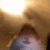 Lord65_mouse emote
