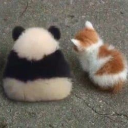 us emote