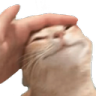 cat Emote