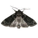 006_butterfly emote