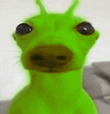 dog emote