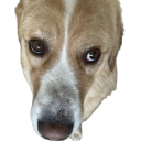 aleka3 emote