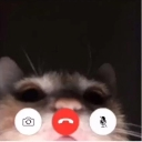 FaceTime_Kitty emote