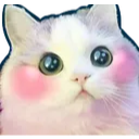 CatCute emote