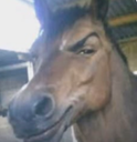 cavalo emote