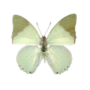 003_greenbutterfly Emote
