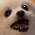 Gabe emote
