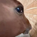 33805sus Emote
