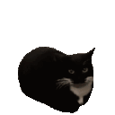 emoji_37 emote