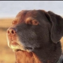 Wallahi emote