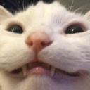 2feli Emote