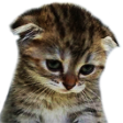 sad_cat Emote
