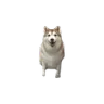 FarHusky emote