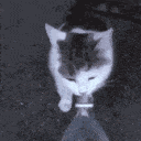 SCwater Emote