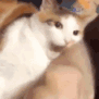 cat_bitting Emote