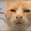 SH_cat_HUH emote