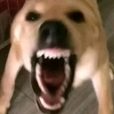 emoji_49 emote