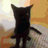gayjinx emote