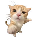 Kitty Emote
