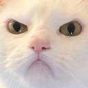 zlo emote