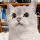 cat_nope emote