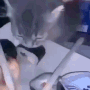 sushisteal emote