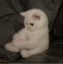 emoji_3 emote