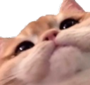 cute_cat Emote